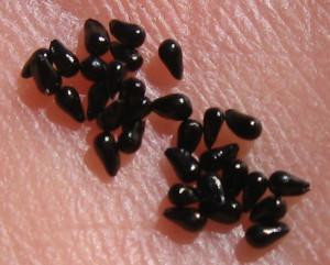 Handful of Venus flytrap Seeds