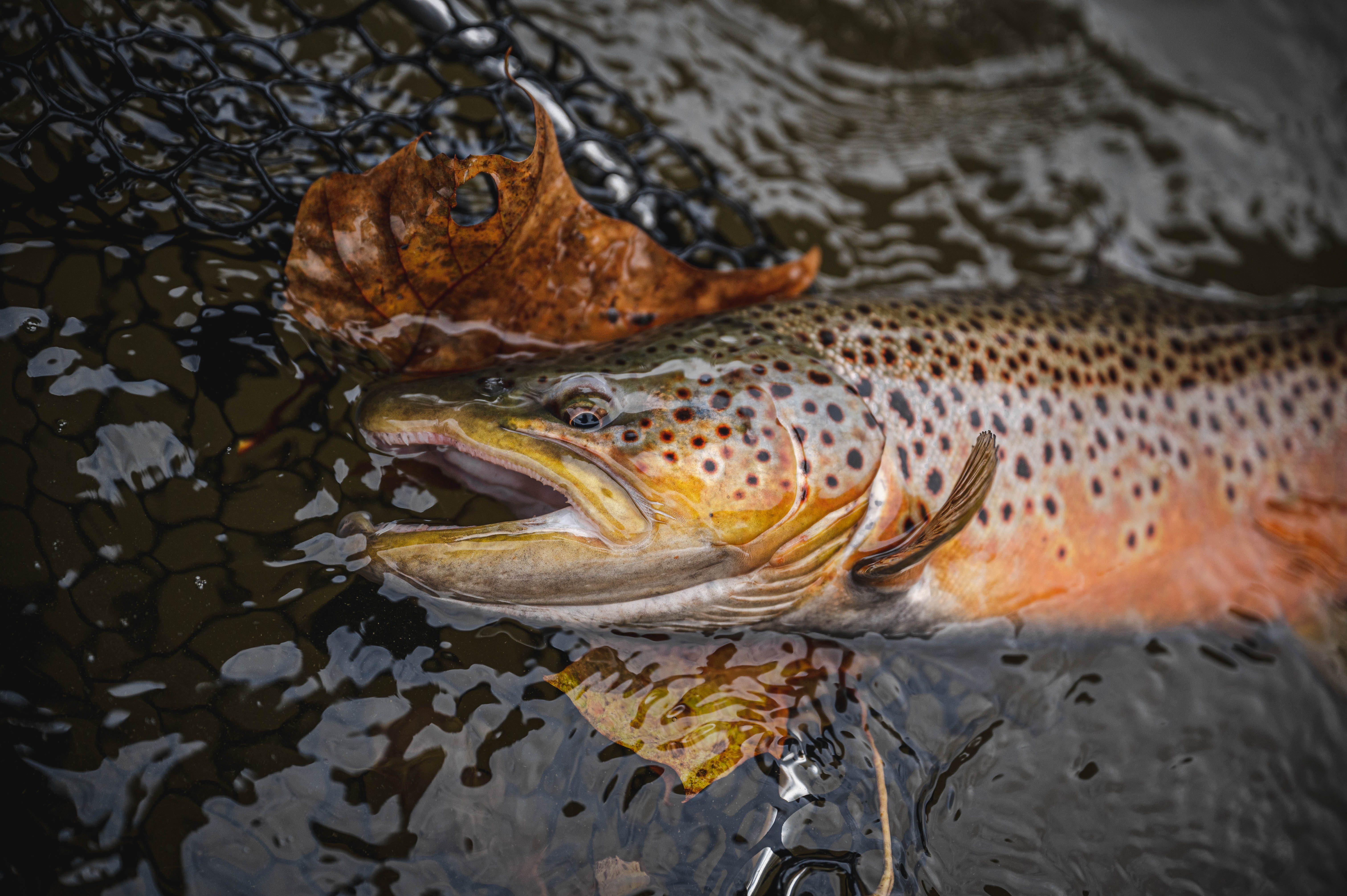 Diverse Fishing Techniques