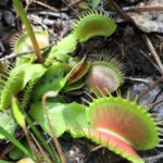 Venus flytrap at Carolina Beach State Park