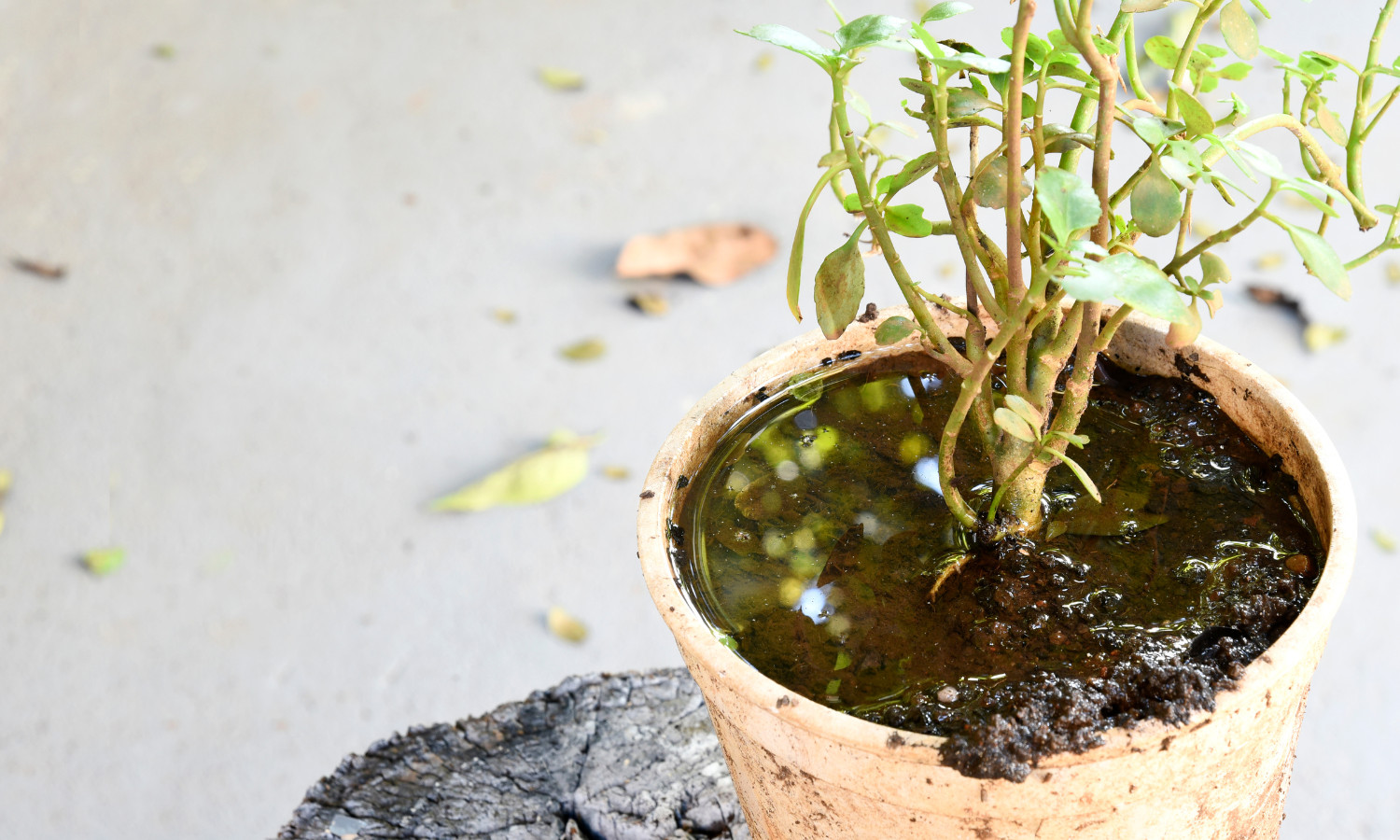 Plant with too much water