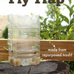 homemade fly trap bottle