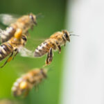 honey bees flying to defend against unwanted intruders