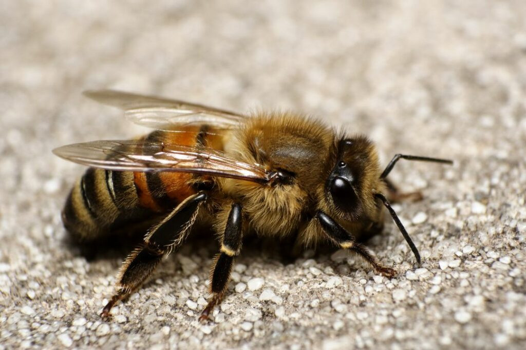 Bee garden with diverse flowers