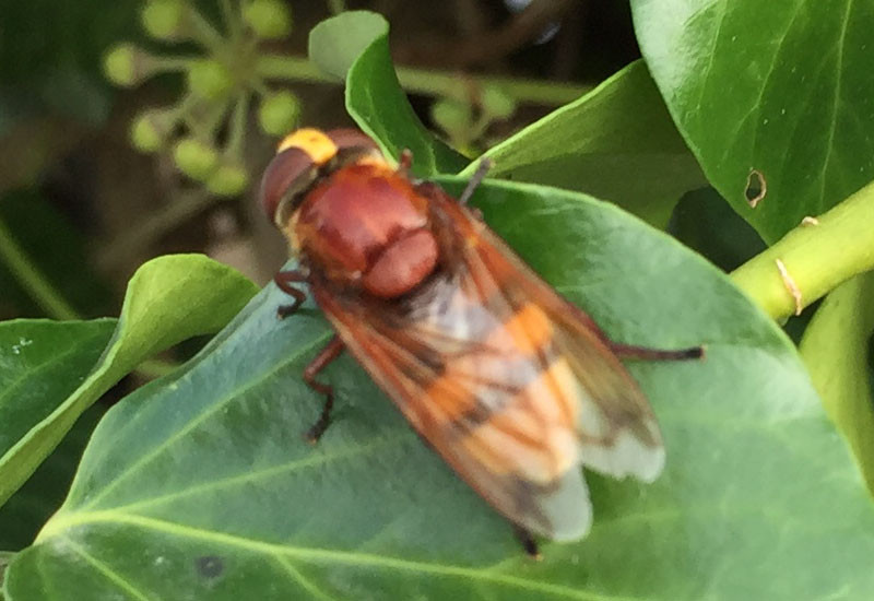 Hornet Hoverfly