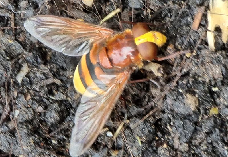 Hoverfly mimicking a hornet on a plant