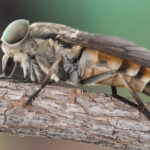 Horse fly close-up showing large eyes and robust body