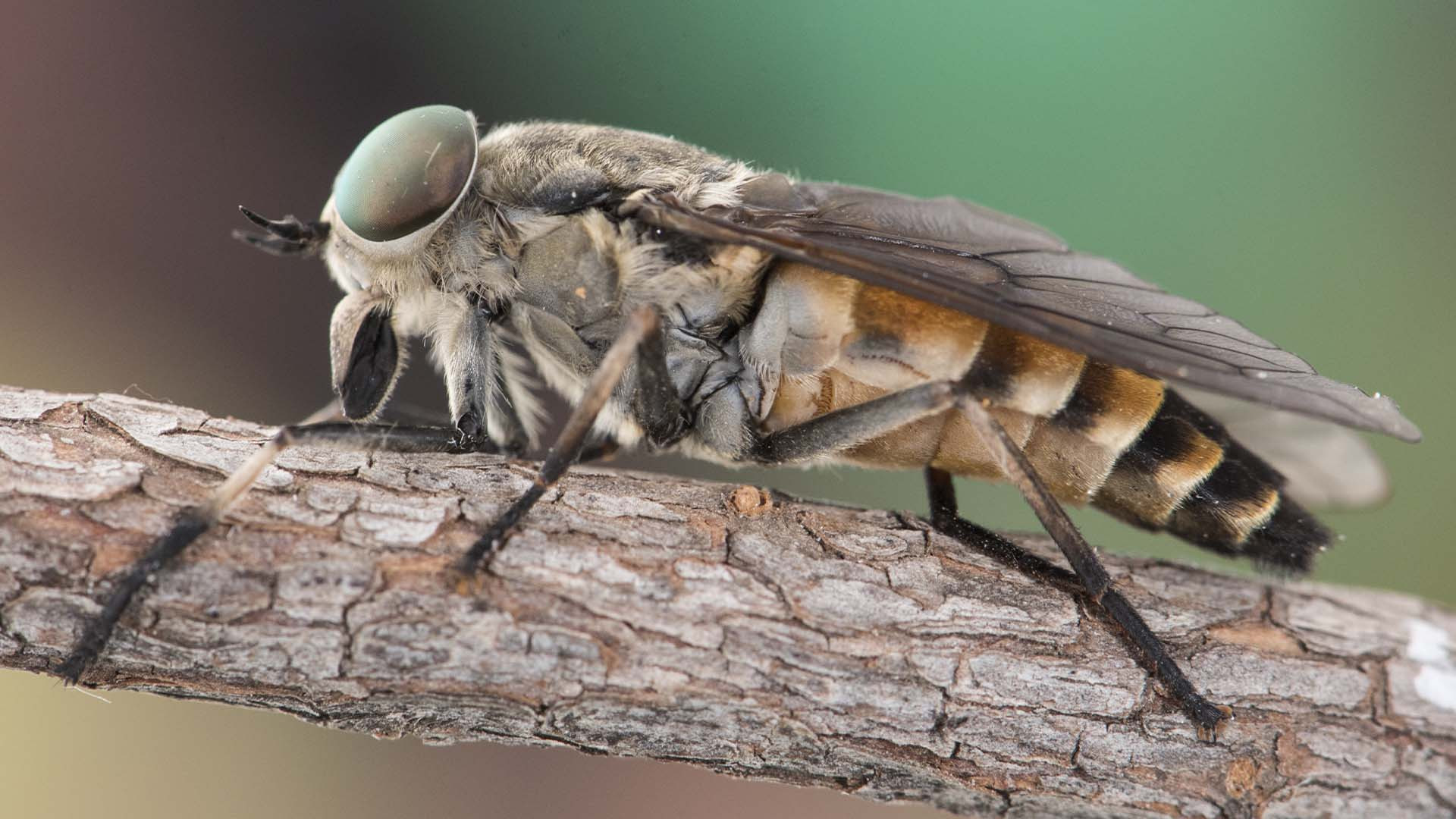 Horse fly close-up showing large eyes and robust body