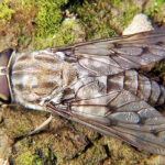 A close-up of a horse fly showcases its large, iridescent eyes and robust body, key features for identification.