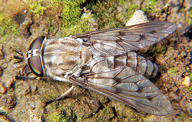 A close-up of a horse fly showcases its large, iridescent eyes and robust body, key features for identification.