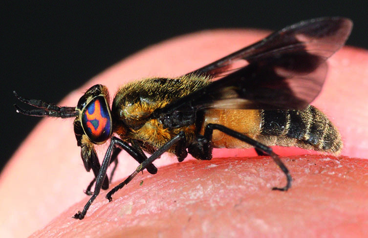 Horsefly sat on skin