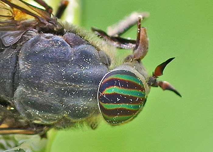 Horsefly Eye