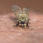 Horsefly biting skin
