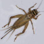 Field Cricket, a common type of cricket in cricket pest control, showcasing its ability to jump and hop for movement