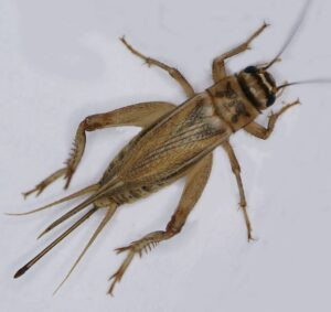 Field Cricket, a common type of cricket in cricket pest control, showcasing its ability to jump and hop for movement