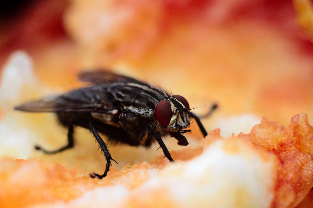 Black fly with white background