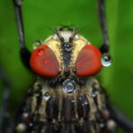 Fly that can be caught on fly paper trap.