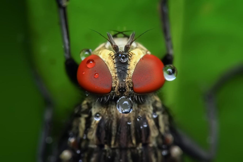 Fly that can be caught on fly paper trap.