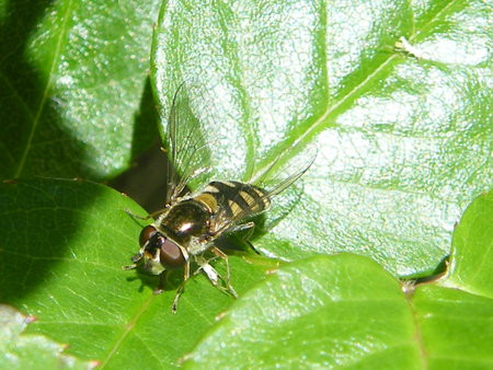 Hover fly on purple flower