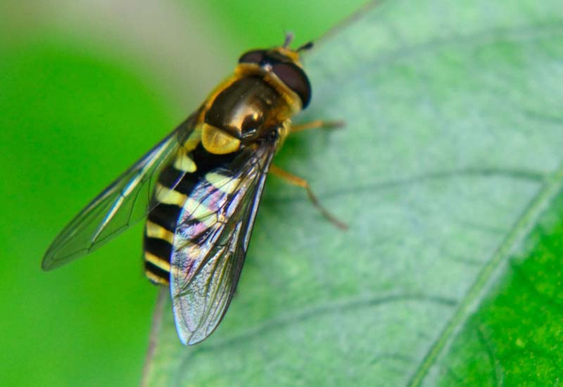 Yellow Jacket Hover Fly