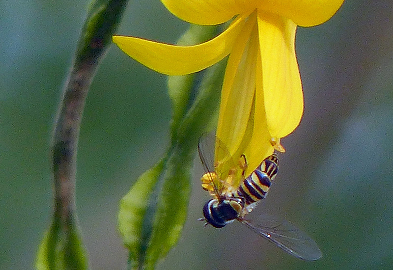 Hover Fly