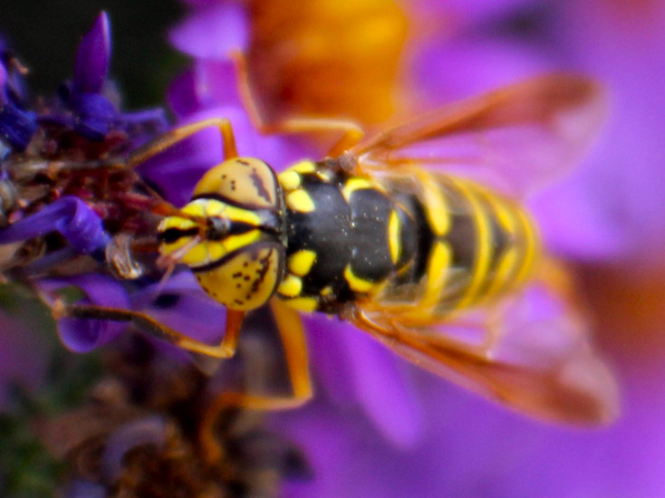 Hover Fly