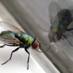 Flies are the tiny, little, disgusting creatures that keep invading our personal space bringing germs into the house