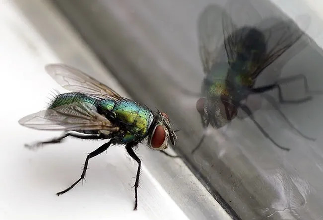 Flies are the tiny, little, disgusting creatures that keep invading our personal space bringing germs into the house