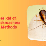 How to Get Rid of Flying Cockroaches 5 Proven Methods