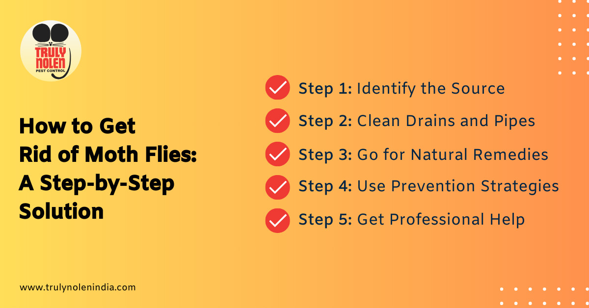 Step-by-step solutions to get rid of moth flies