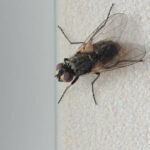A close up of a fly.