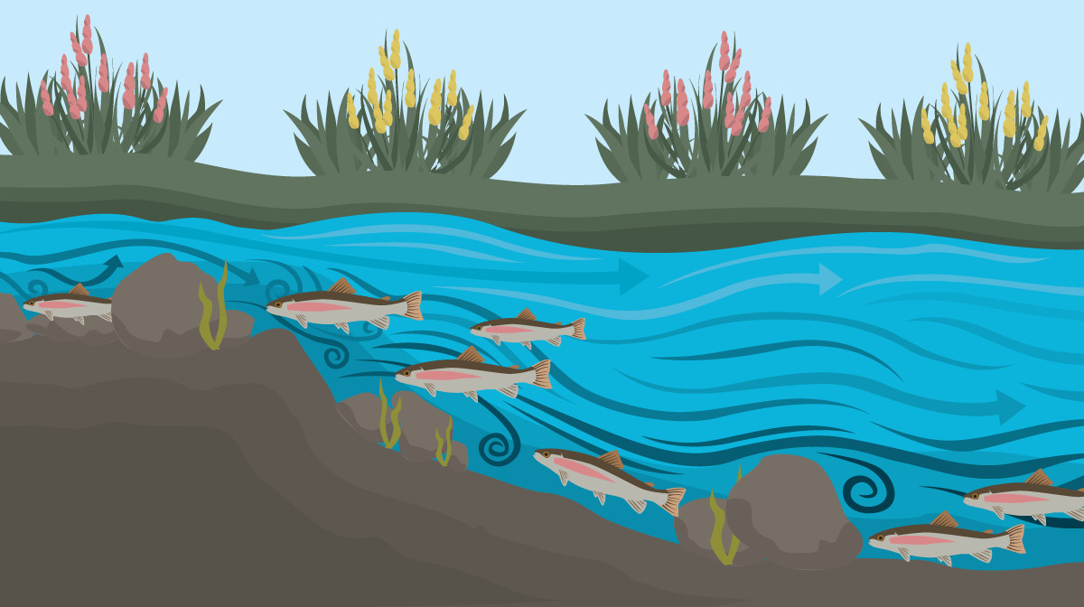 Diagram showing how to locate trout in a stream