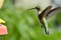 A close-up of a hummingbird at a feeder, showcasing its long beak and tongue