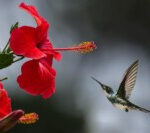 Hummingbird feeding on nectar, highlighting its dependence on backward flight for efficient feeding