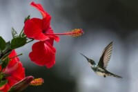 Hummingbird feeding on nectar, highlighting its dependence on backward flight for efficient feeding