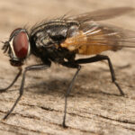 House fly Musca domestica