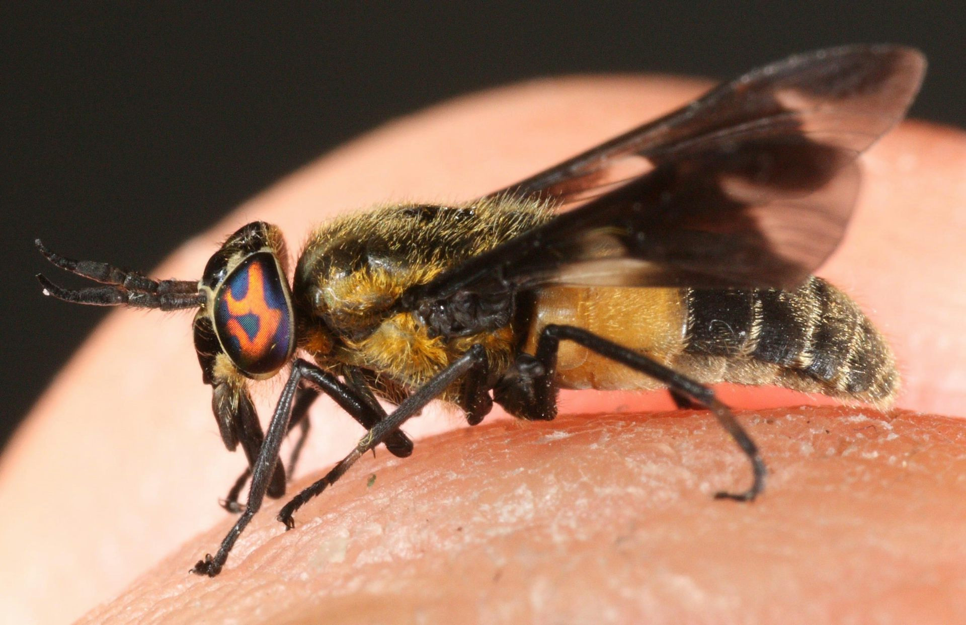 Fruit flies near a moist, overripe fruit