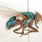 Bush fly (Musca vetustissima) on a human face, drawn to moisture and nutrients