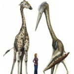 Arambourgiania pterosaur with a giraffe and average-sized human to scale, showcasing the immense size comparison