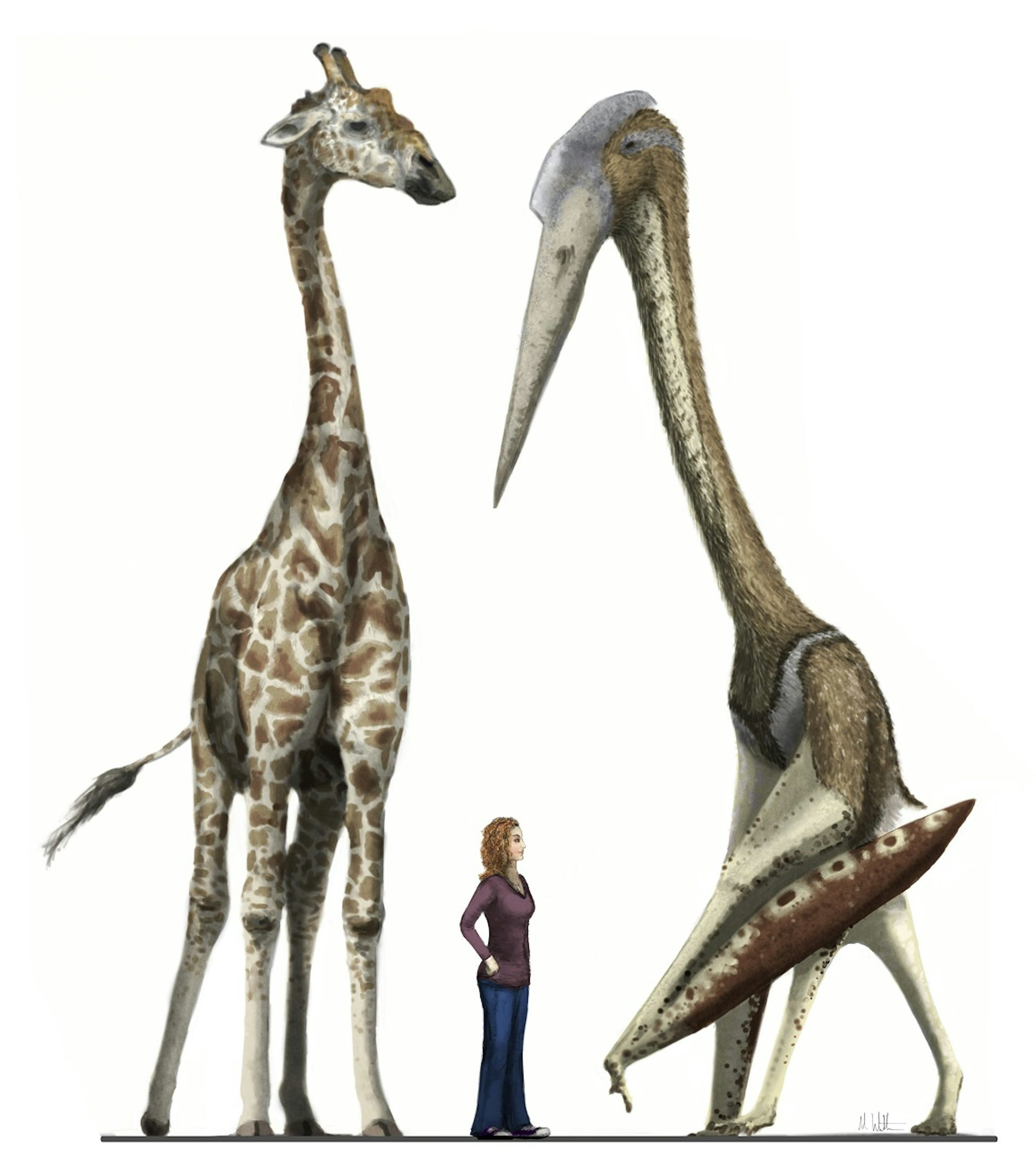 Arambourgiania pterosaur with a giraffe and average-sized human to scale, showcasing the immense size comparison