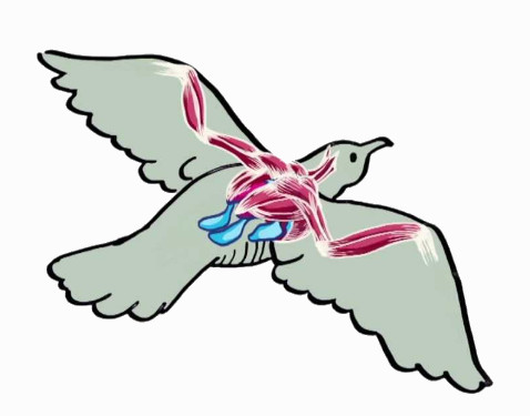 Bird Preening Feathers