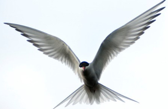 Bird shaking off water