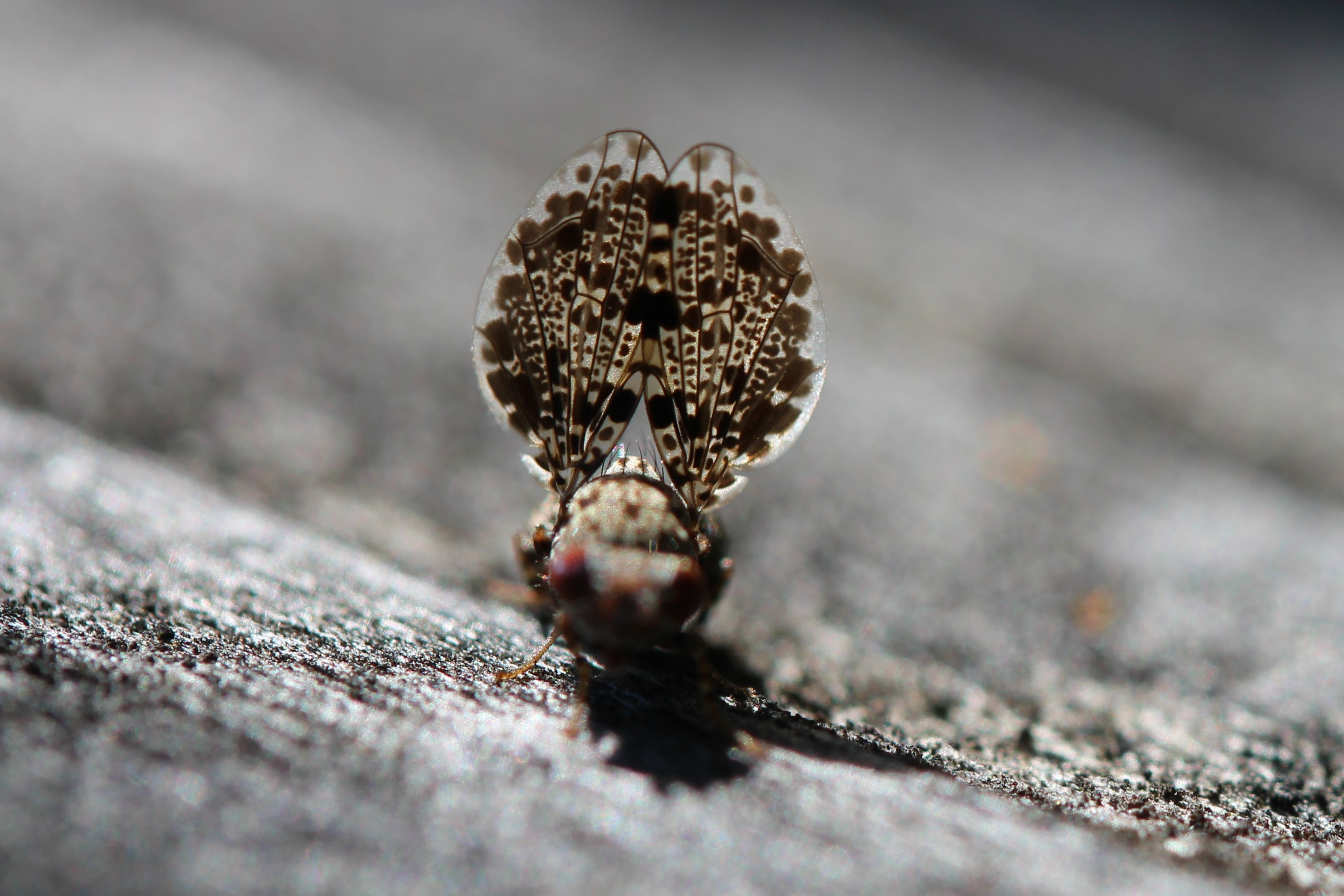 Close-up of a Peacock Fly's wing pattern, showing resemblance to a Jumping Spider.