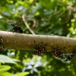 Spotted lanternfly nymph