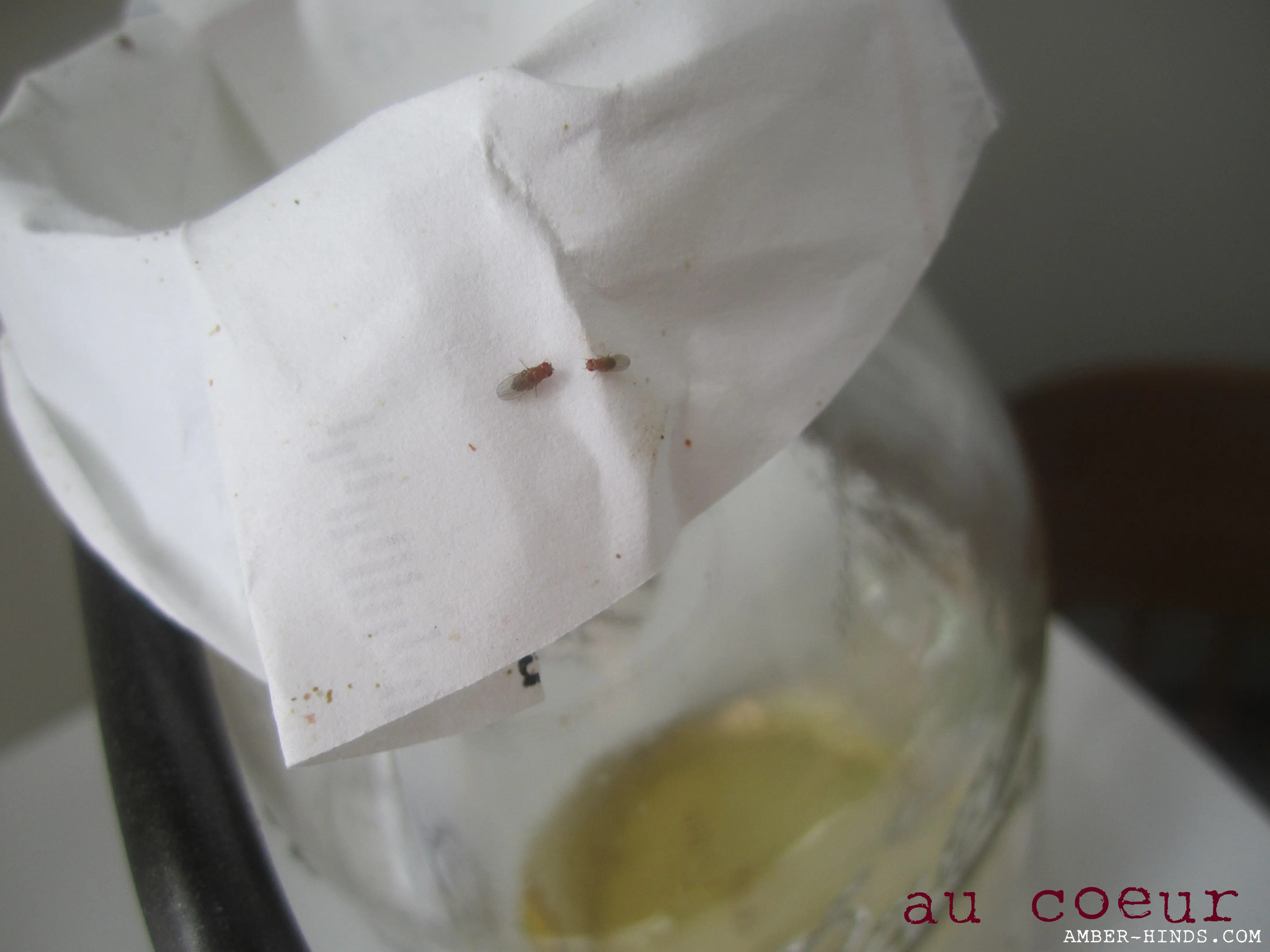 Apple cider vinegar fly trap
