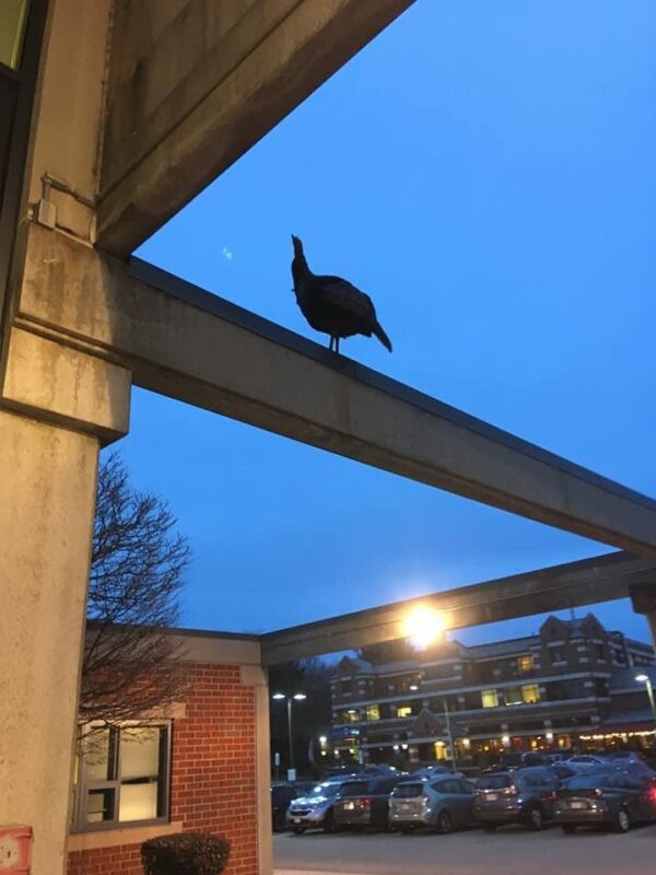 A Wild Turkey checking out the view of a parking lot from on top of a building structure in Massachusetts illustrating the adaptability of turkeys in urban environments
