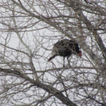 A Wild Turkey hanging out way up in a tree in Williamson Park, Montana showcasing turkey roosting habits