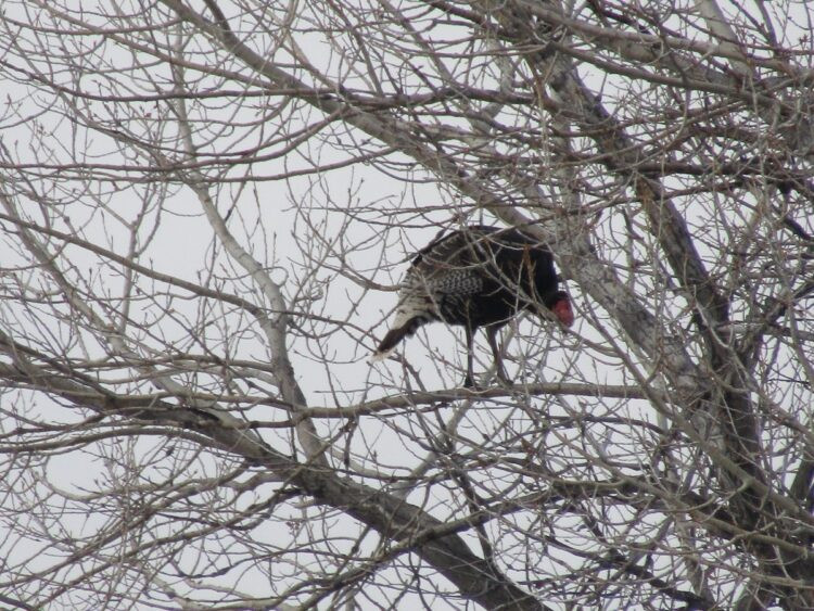 A Wild Turkey hanging out way up in a tree in Williamson Park, Montana showcasing turkey roosting habits