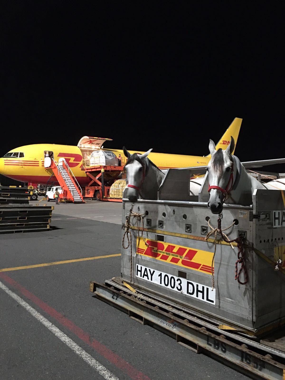Horses loading on to a cargo plane