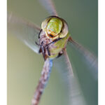 A close-up view of a green dragonfly head during flight, showcasing the intricate details of its sensory organs and aerodynamic features.