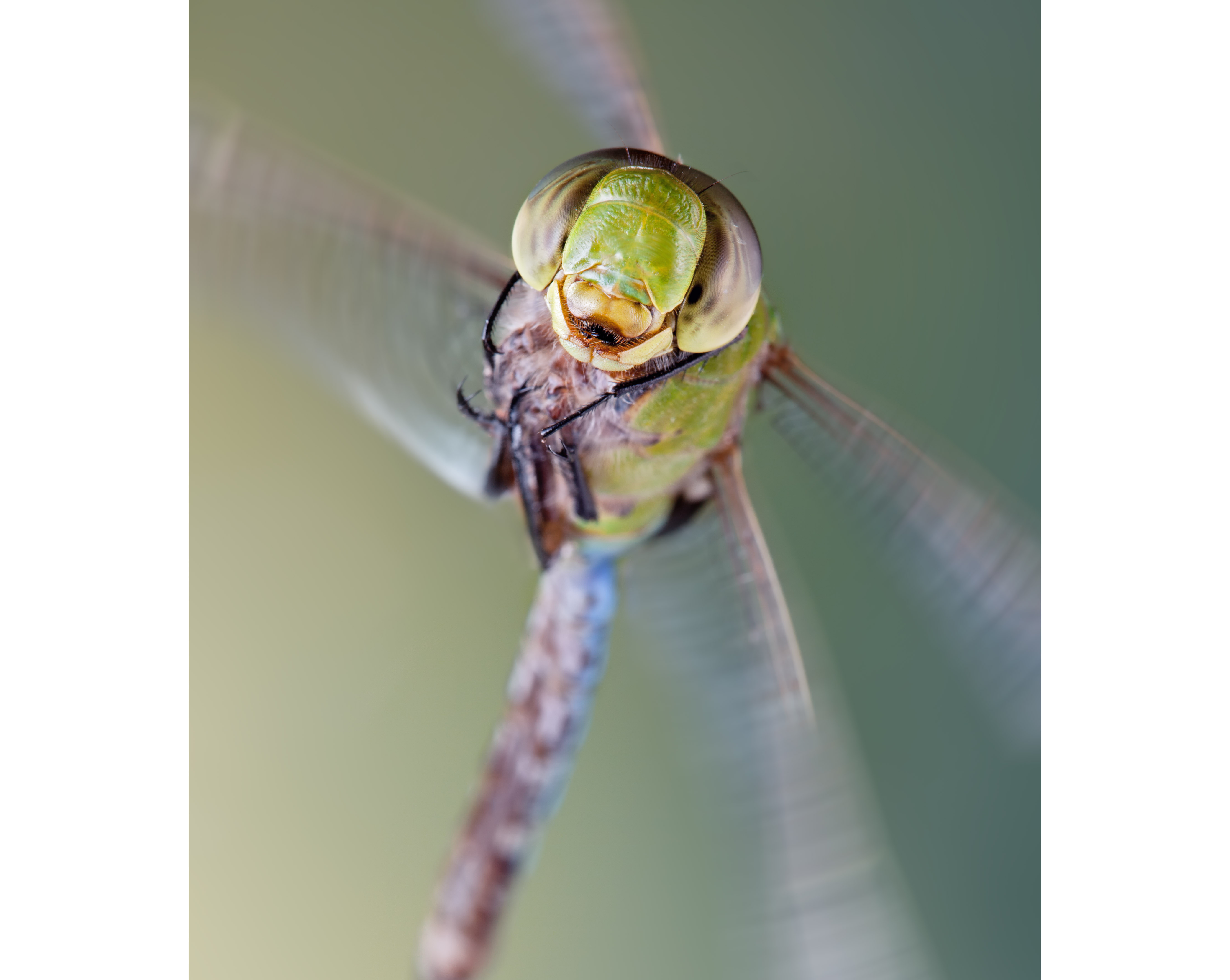 A close-up view of a green dragonfly head during flight, showcasing the intricate details of its sensory organs and aerodynamic features.